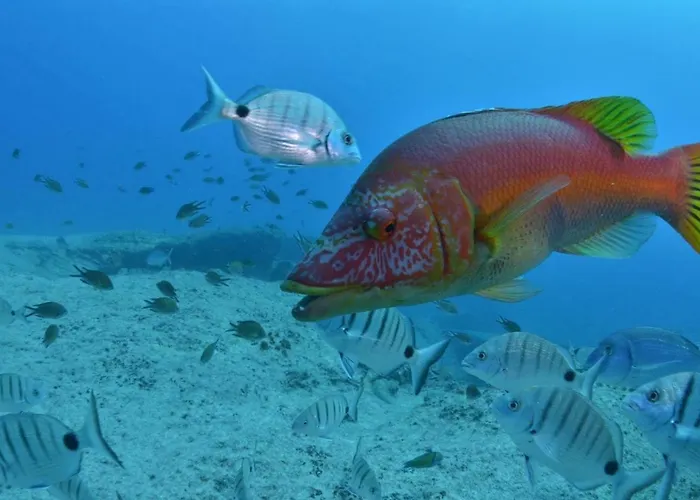 Teiga Playa ティアス